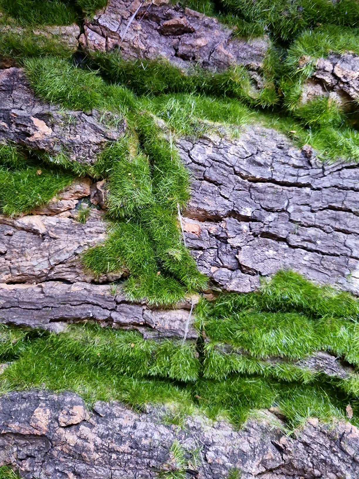 Repiterra Terrarium Rückwand Moos 116x58 cm 3D Hintergrund