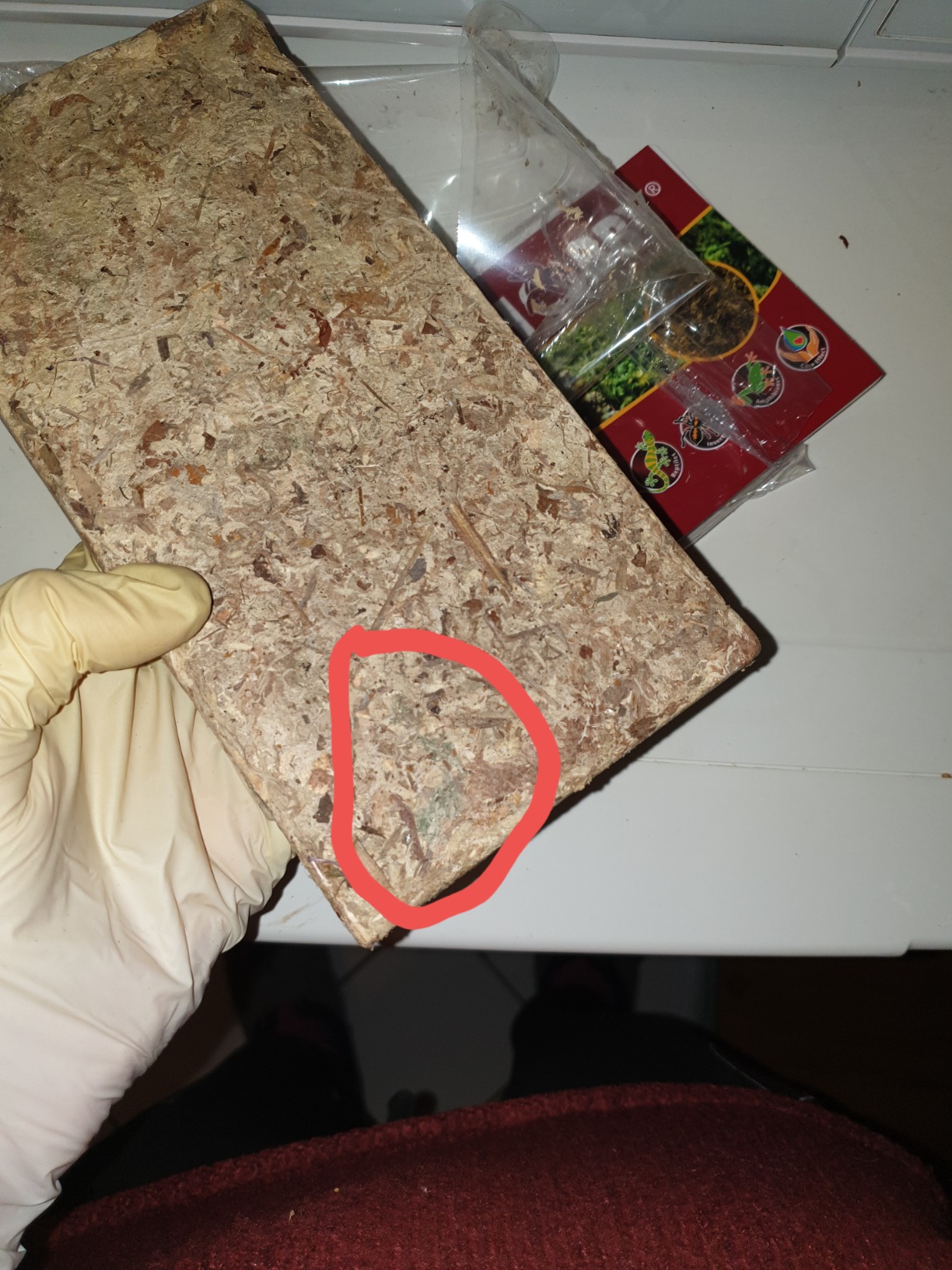 Hobby Sphagnum Moss Terrarienmoos 100 g 4,5 l