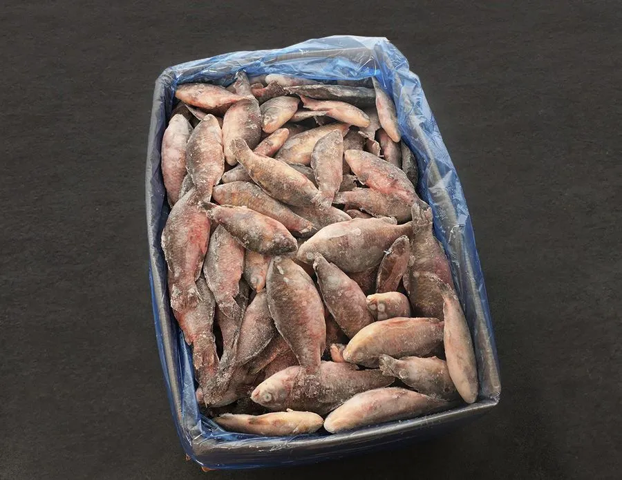 intipa Karpfen S Frostfisch lose 24 kg Karton