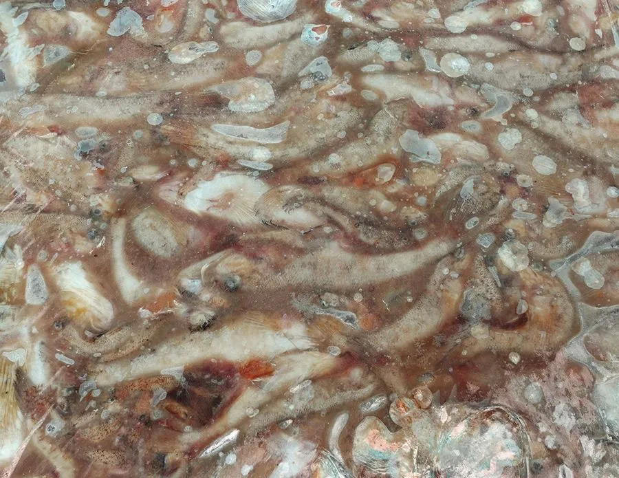 Schwarzmundgrundel Frostfisch Block 1 kg