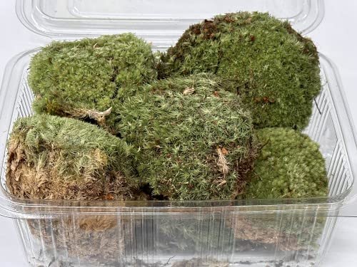 M&S Reptilien Kugelmoos Moos 2,5 l naturbelassen