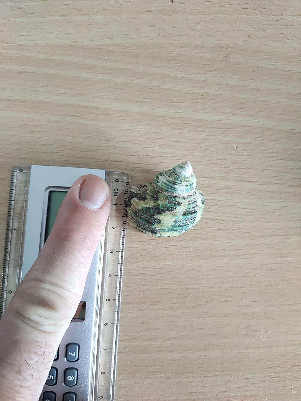 Hobby Sea Shells 40222 Dekomuscheln M 10 Stück natur