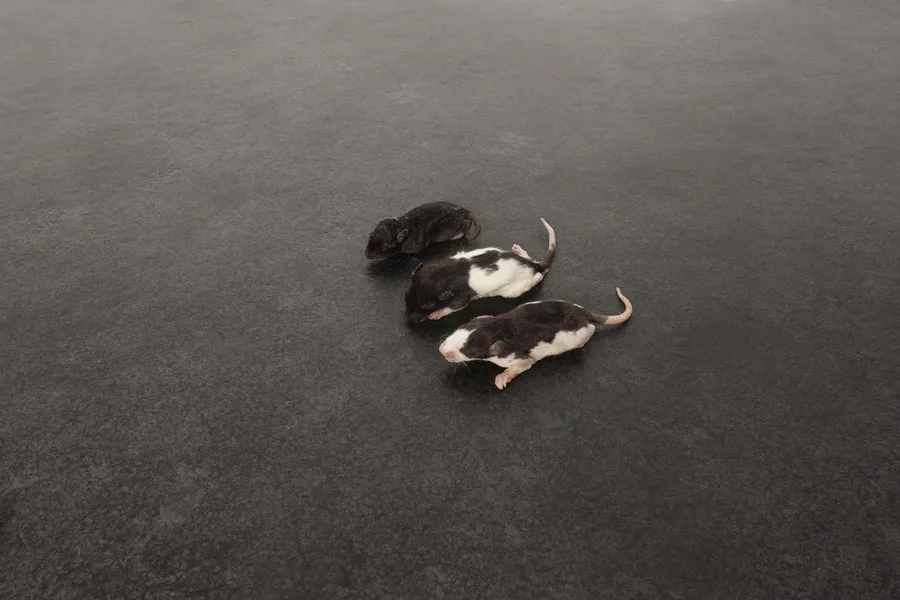 Ratten 21-30 g Frostfutter 25 Stück mittel