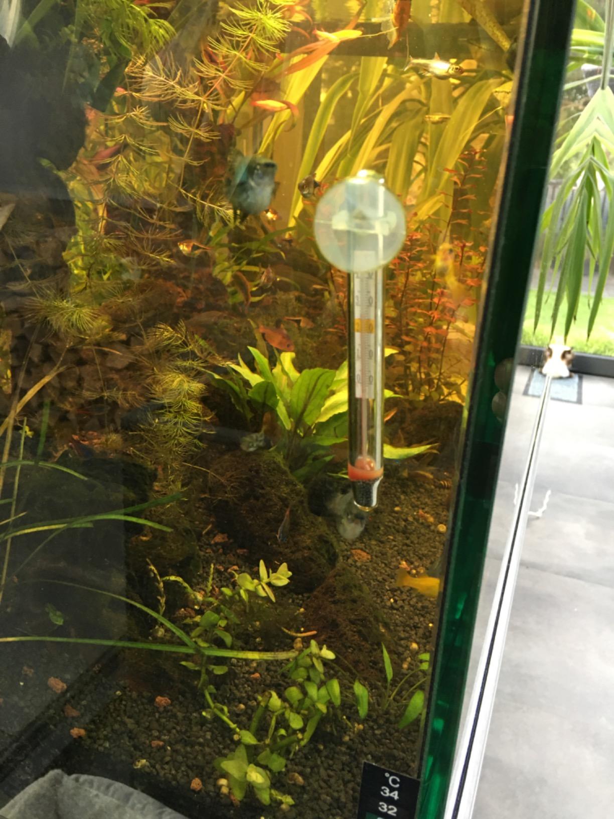 Hobby DT1 Digital-Thermometer dunkelrot Terrarium