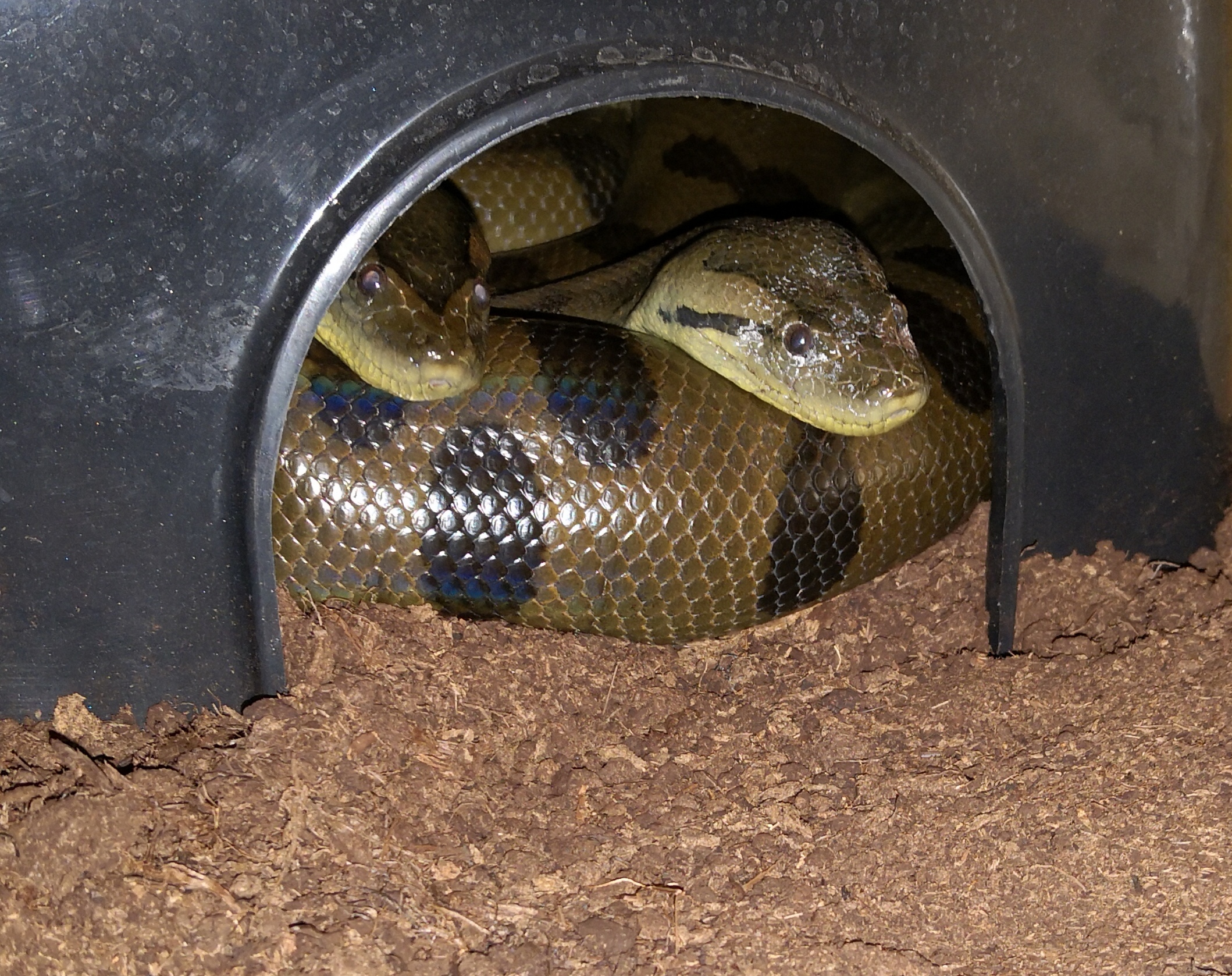 M&S Reptilien Hide Box XXL Versteckhöhle 50 cm