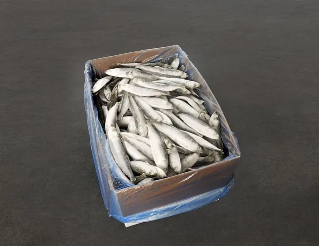 intipa Hering S 12-15 cm Frostfisch 10 kg Karton