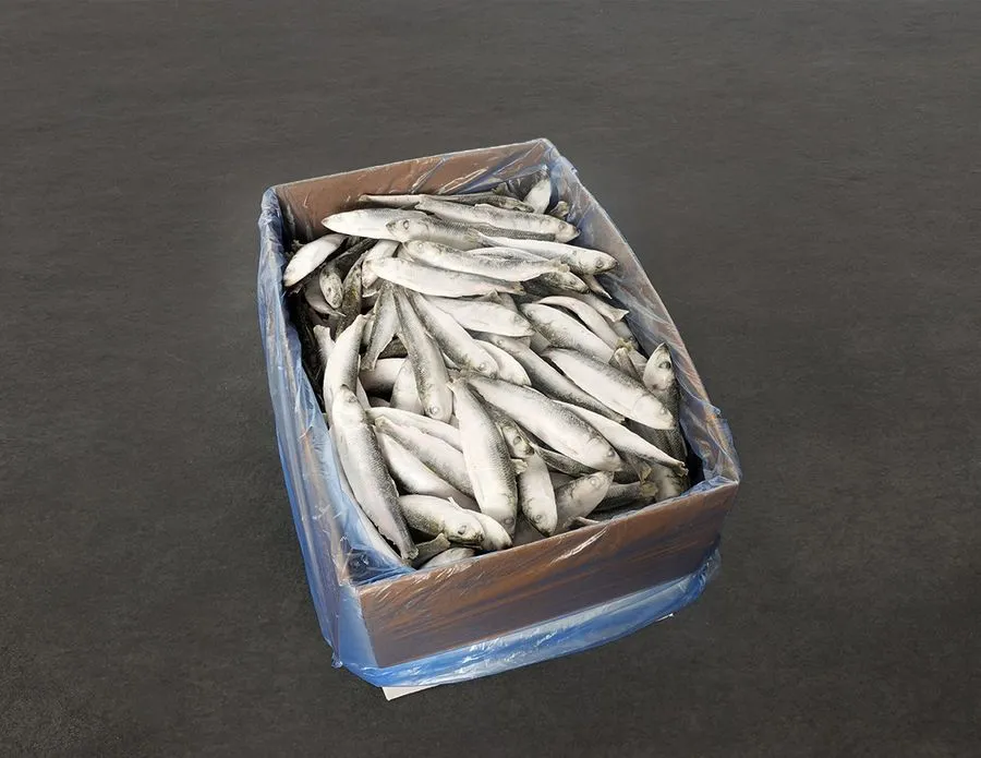 intipa Hering S 12-15 cm Frostfisch 10 kg Karton