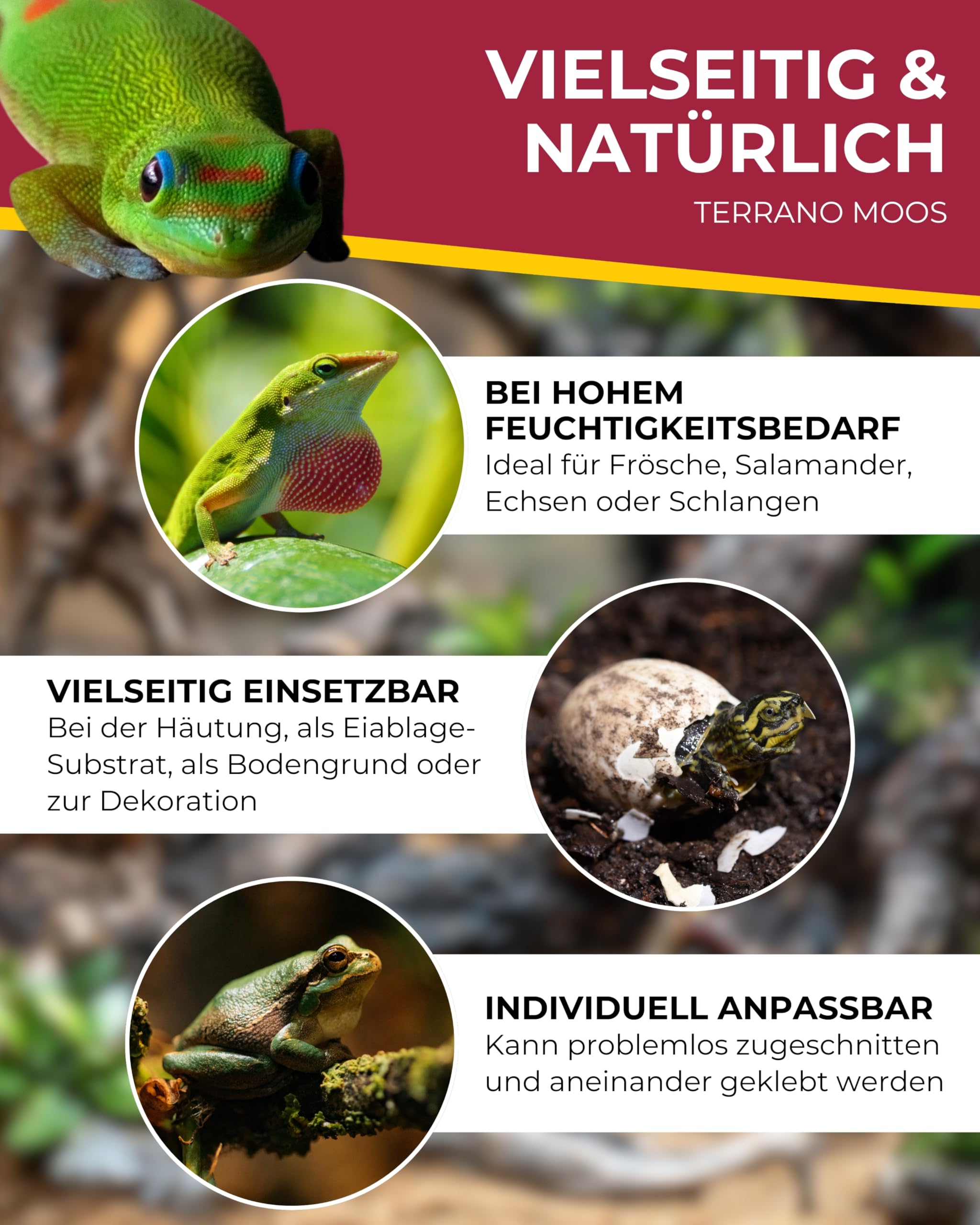 Hobby Terrano Moos 34095 Terrarium-Moosmatte Naturmoos