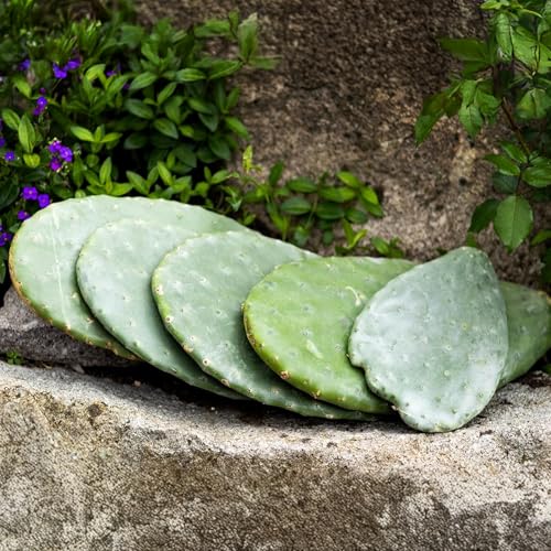 M&S Reptilien Opuntia ficus indica Feigenkaktus 1 kg bio