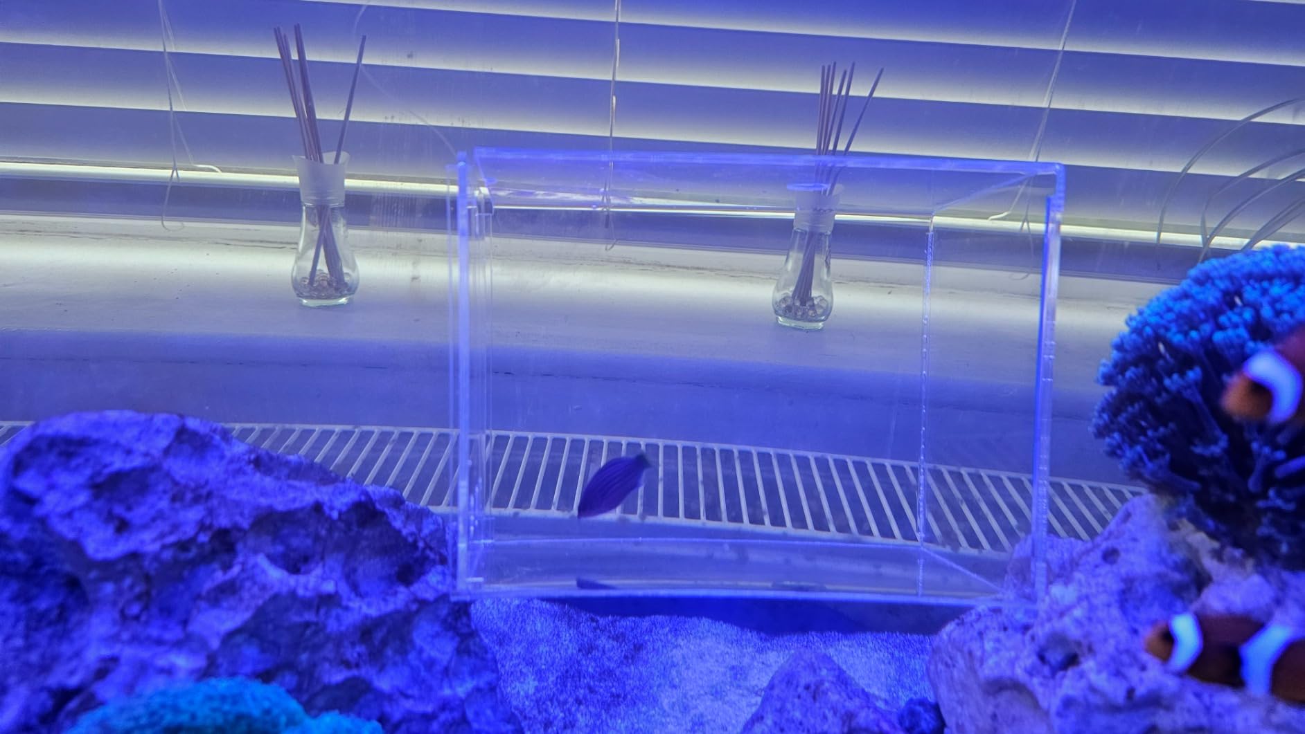 Hobby Genius Fischfalle Aquarium 21x13x15 cm transparent