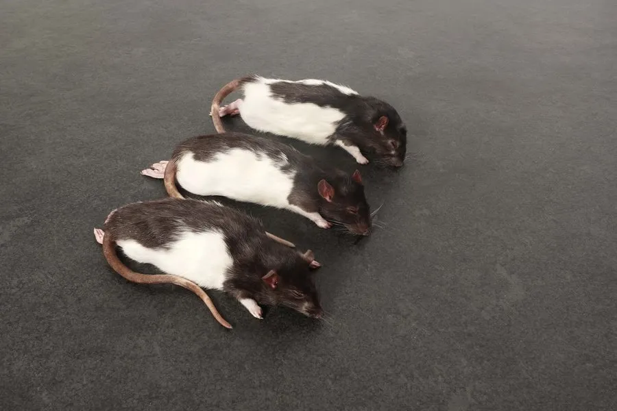 Ratten M Frostfutter 150-240 g 5 Stück Schlangenfutter