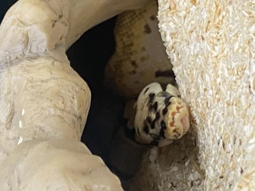 Repti Zoo Hide Cave EHR07L Versteck Large steinig