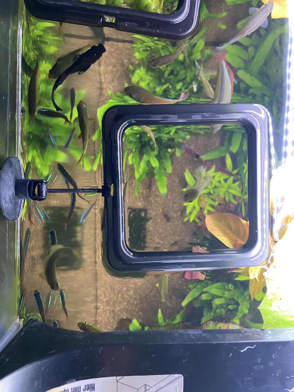 Hobby Feeding Station 2 Futterring eckig 10x10 cm mit Saugnapf