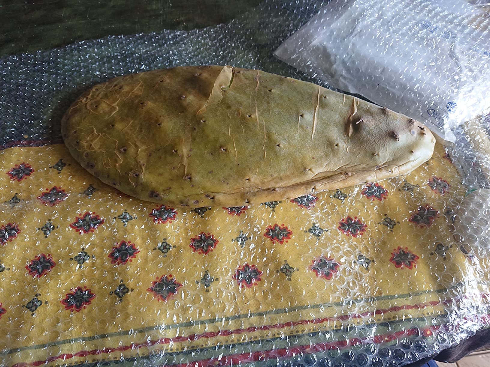 M&S Reptilien Opuntia ficus indica Feigenkaktus 1 kg bio