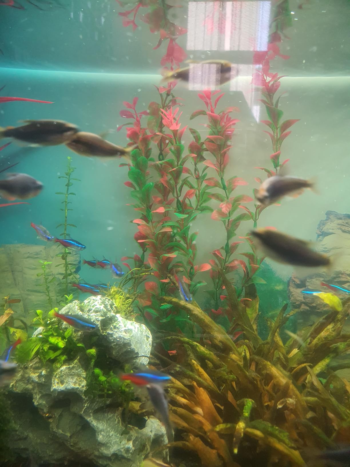 Hobby Ludwigia Kunstpflanze 60 cm Aquaristik Felsen