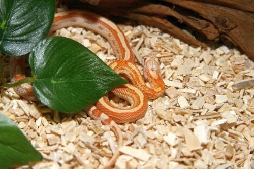 M&S Reptile-Wood Snake 25 Liter Bodengrund Fichte