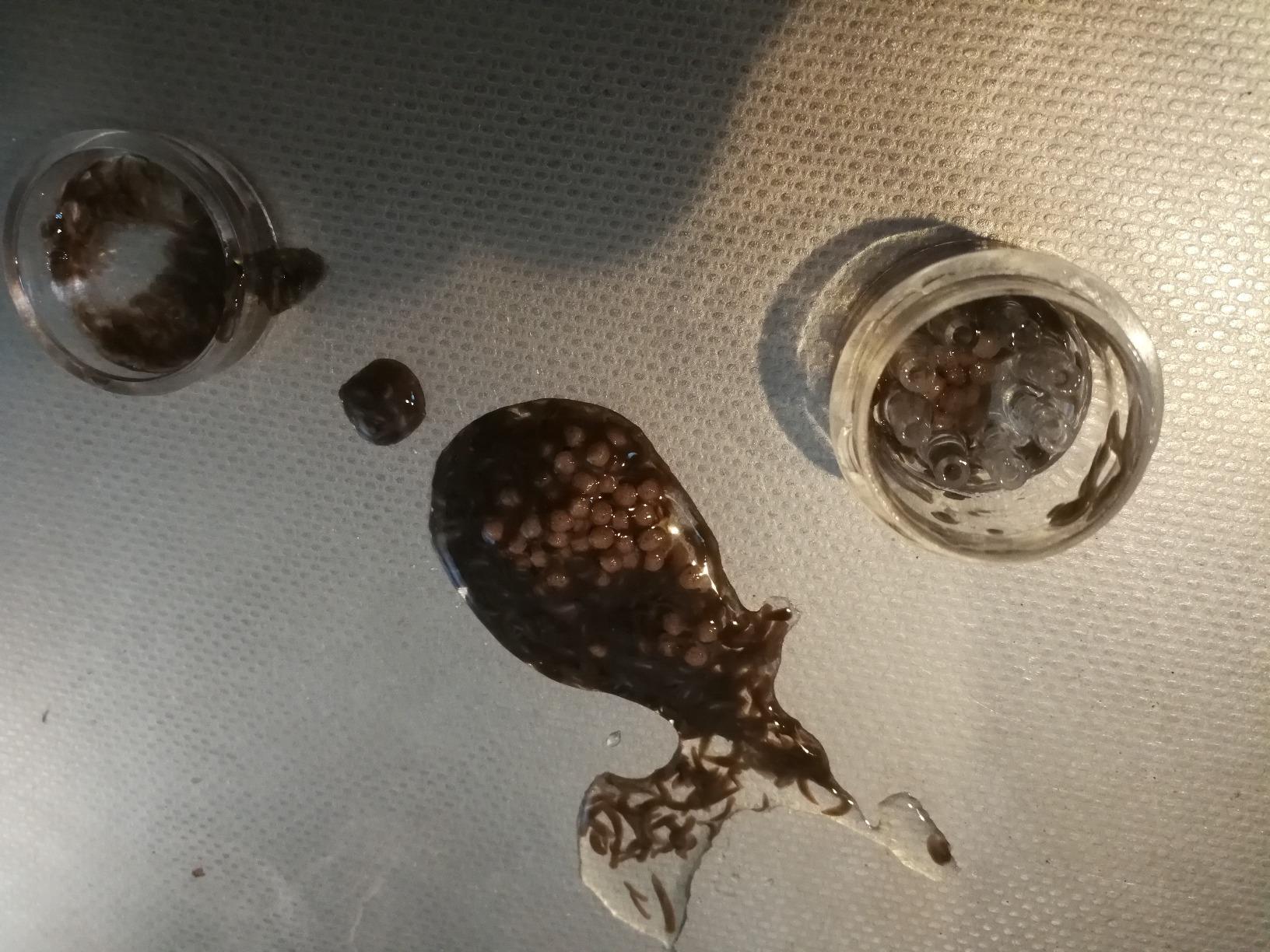 Hobby Planaria X Planarienfalle mit 2 Spezialköder chemiefrei