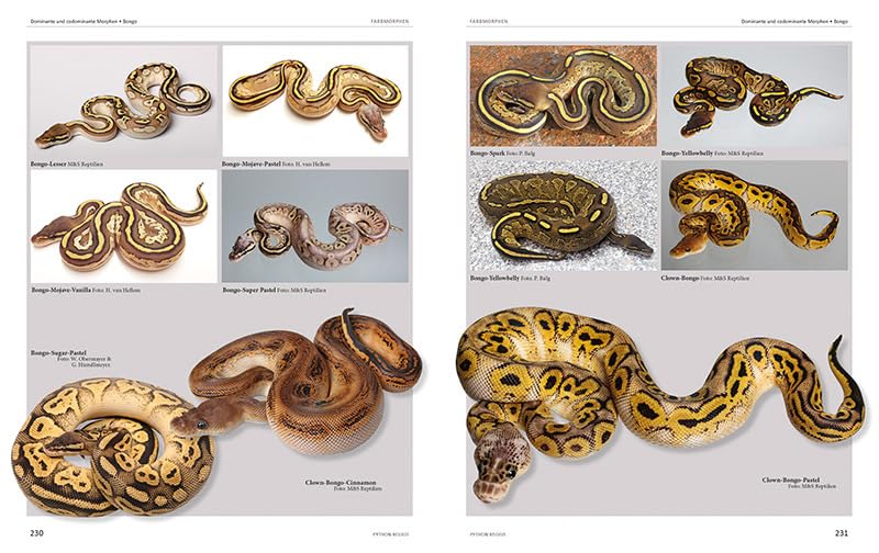 M&S Reptilien Python regius Atlas Buch Farbmorphen Terrarien