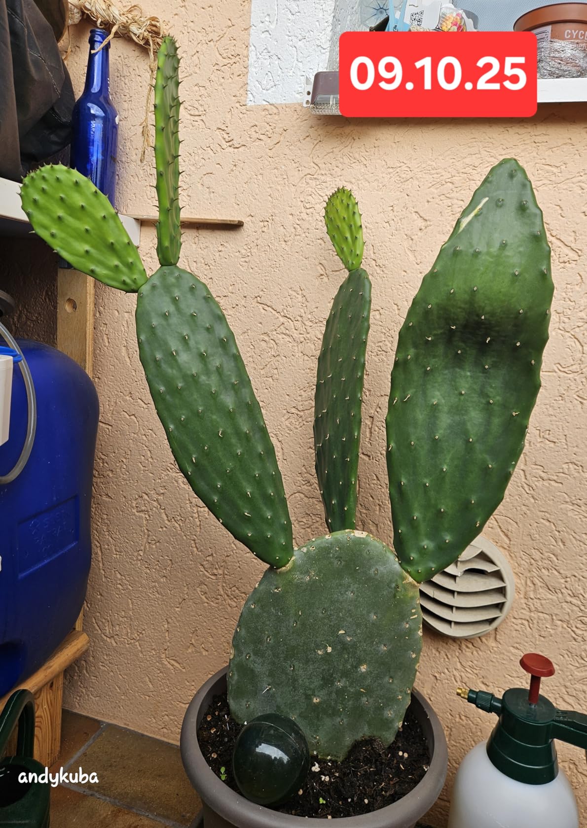 M&S Reptilien Opuntia ficus indica Feigenkaktus 1 kg bio
