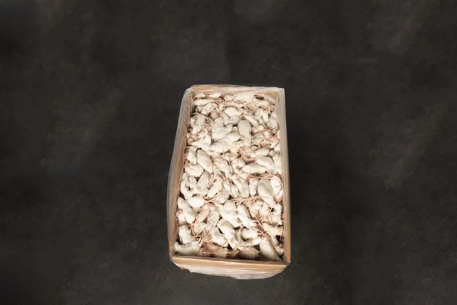 intipa Mäuse weiß Frostfutter unsortiert 15 kg für Reptilien