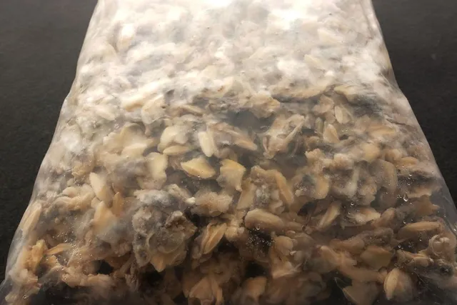 intipa Venusmuscheln ohne Schale Fischfutter 12 kg pur