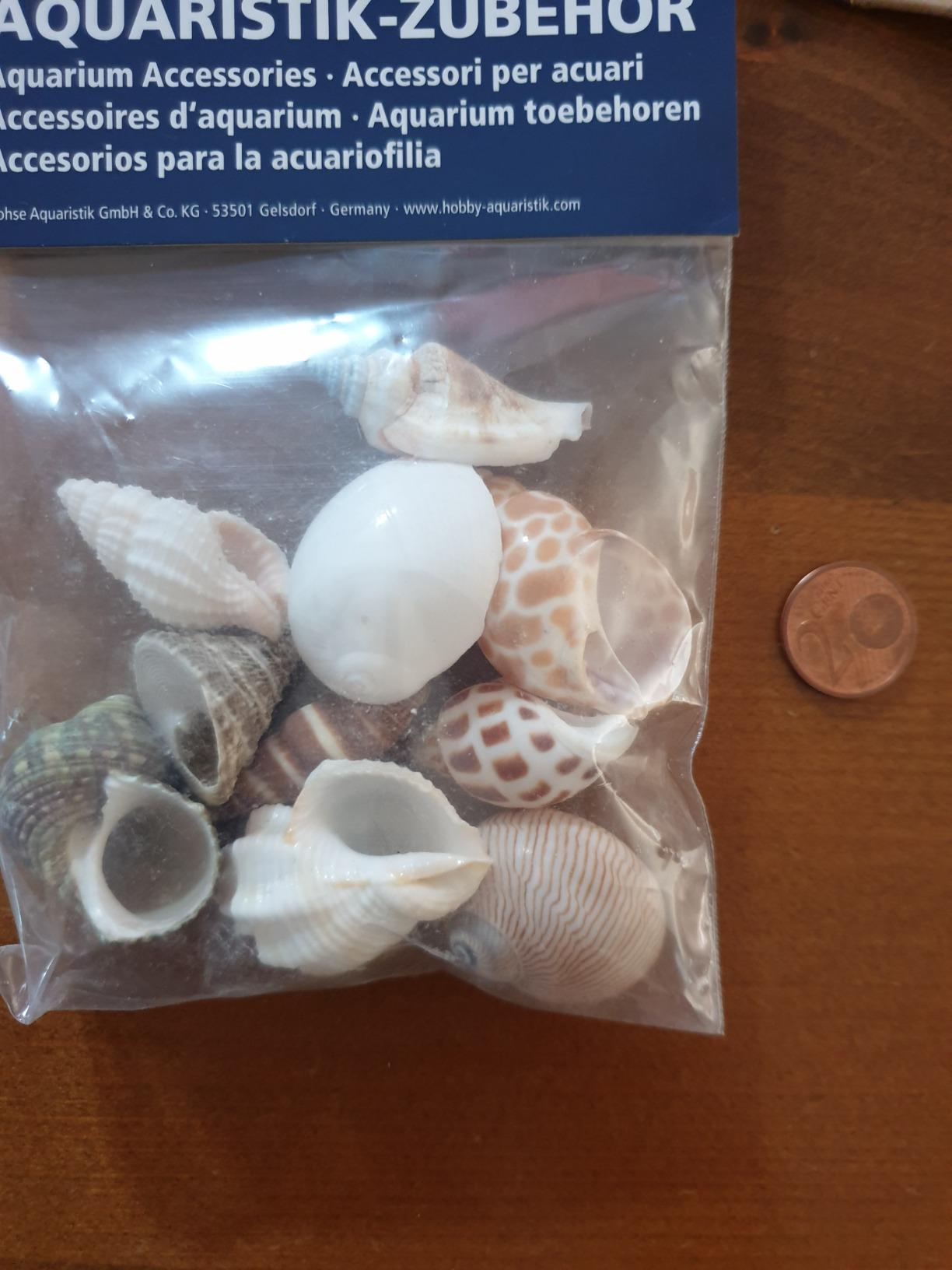 Hobby Sea Shells 40222 Dekomuscheln M 10 Stück natur