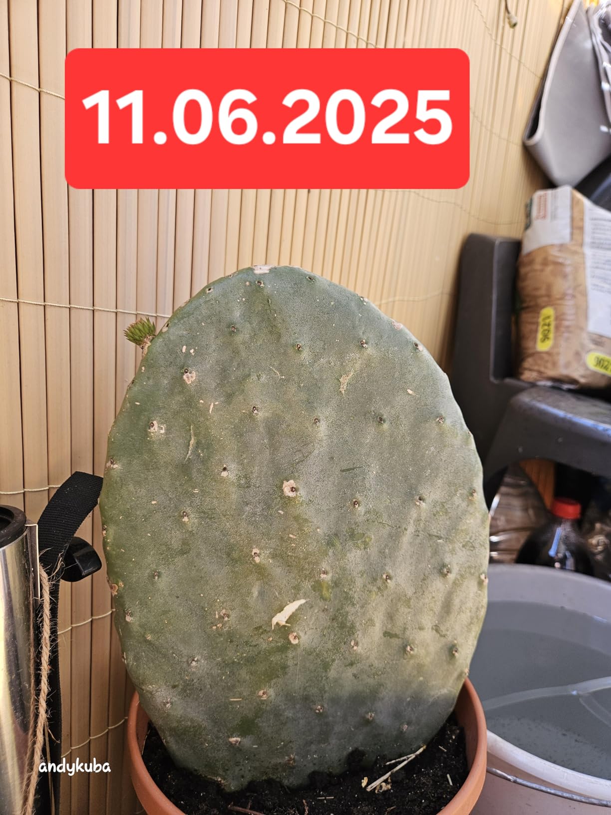M&S Reptilien Opuntia ficus indica Feigenkaktus 1 kg bio
