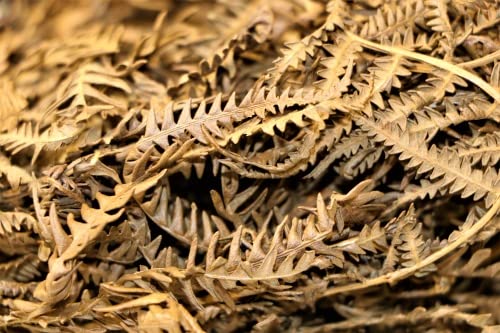 M&S Reptilien Farnblätter Bodengrund Versteck 5 Liter