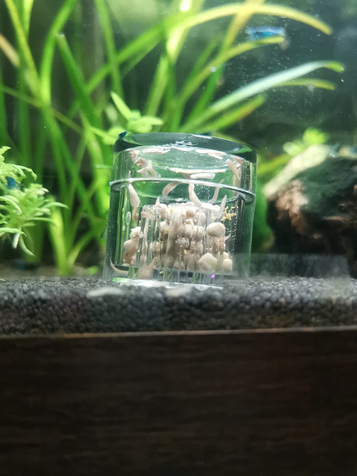 Hobby Planaria X Planarienfalle mit 2 Spezialköder chemiefrei