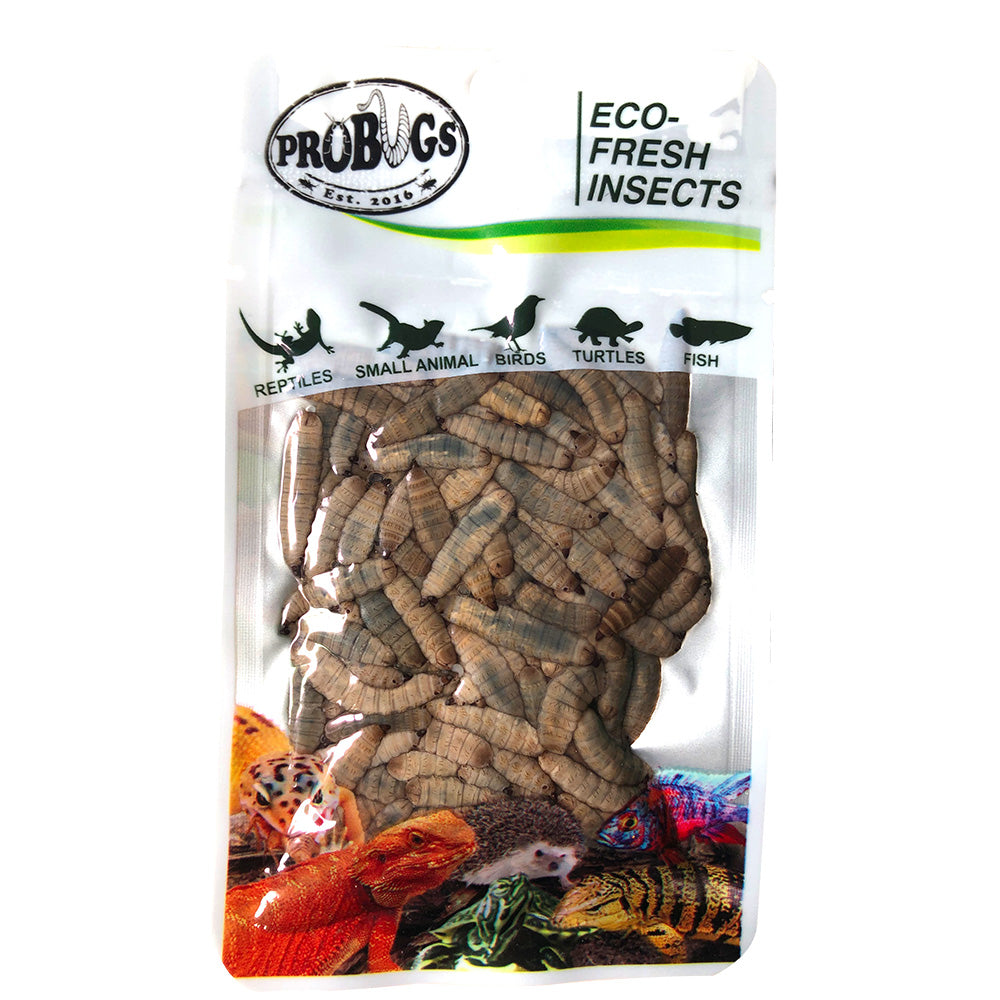 Repashy ProBugs Soldatenfliegenlarven Futter 150 g Calciumreich