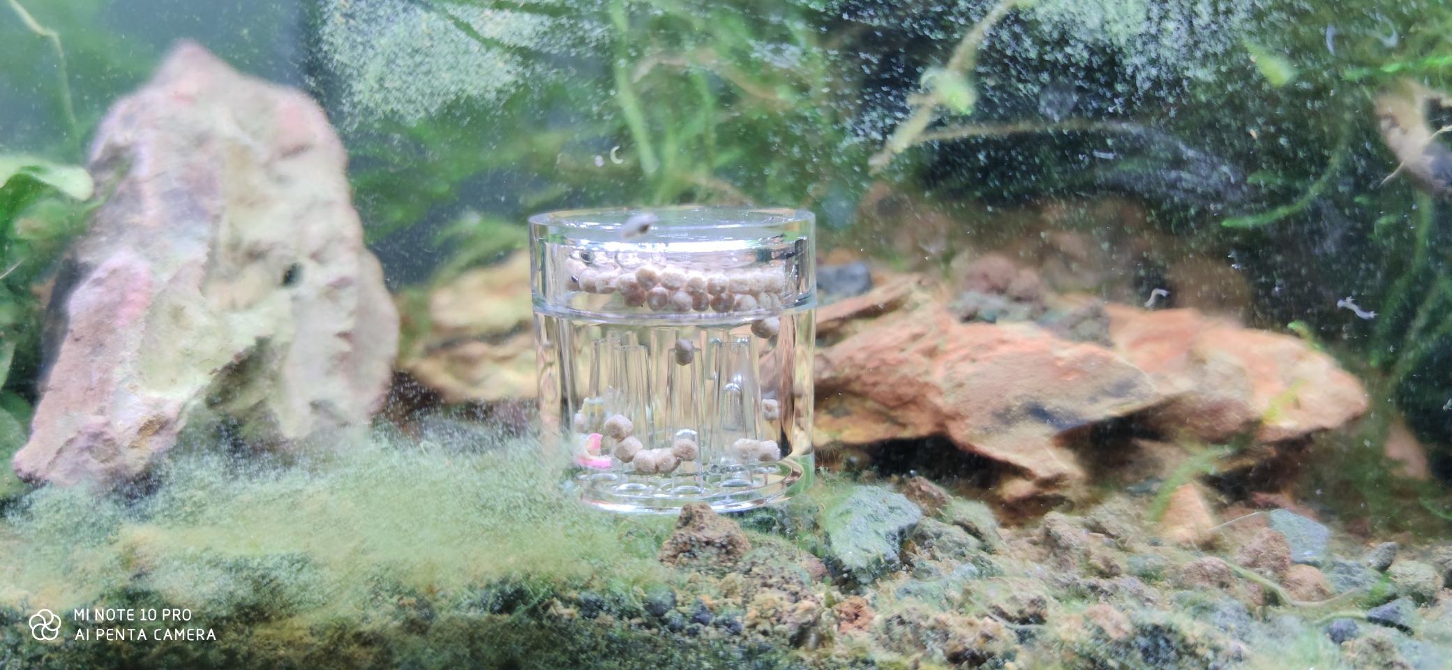Hobby Planaria X Planarienfalle mit 2 Spezialköder chemiefrei