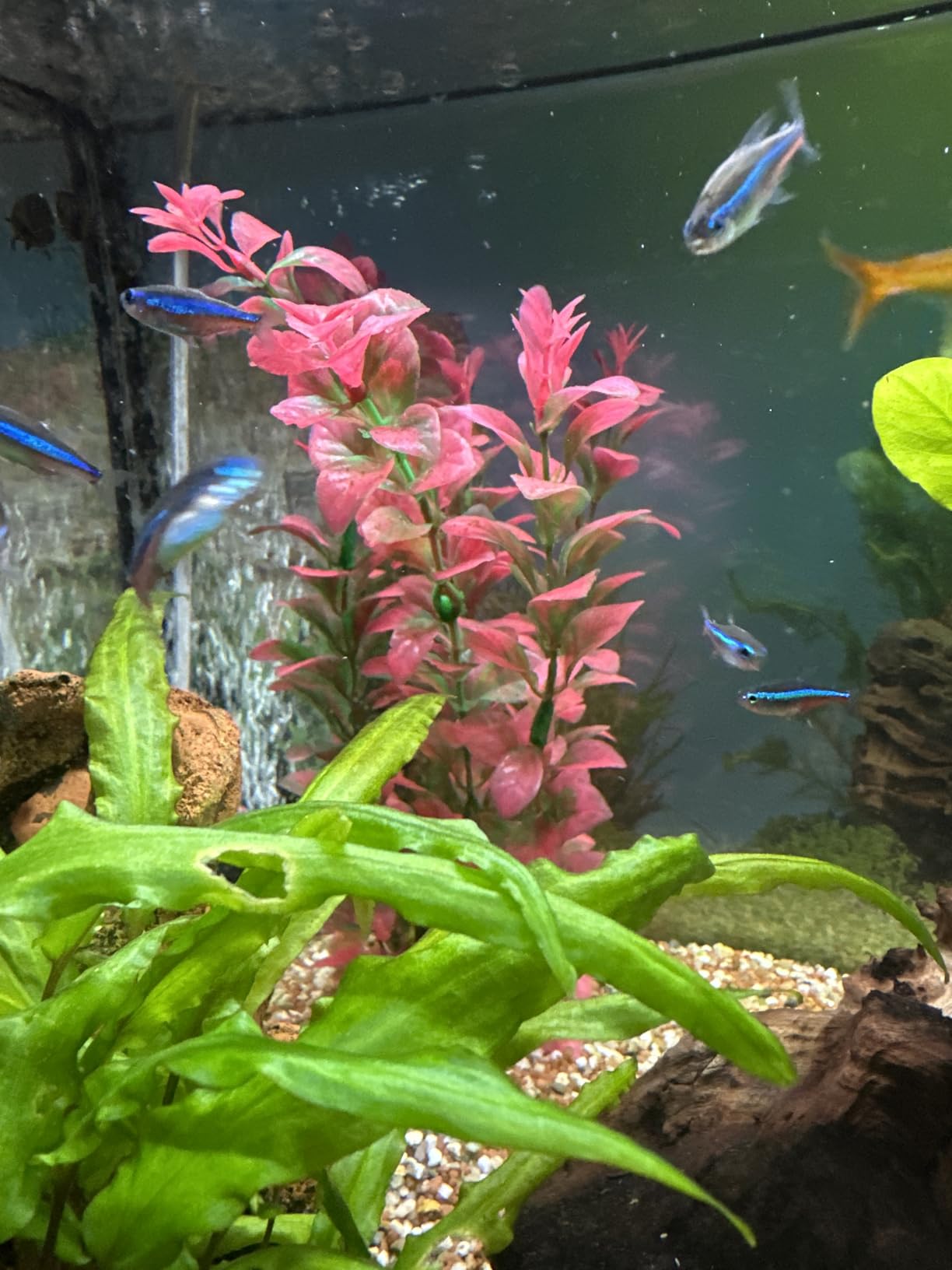 Hobby Ludwigia Kunstpflanze 60 cm Aquaristik Felsen