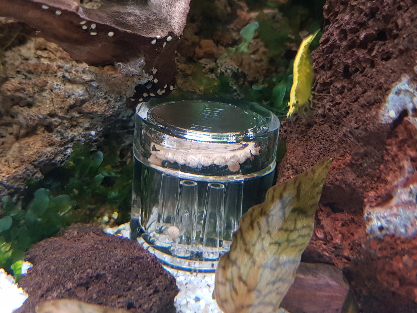 Hobby Planaria X Planarienfalle mit 2 Spezialköder chemiefrei