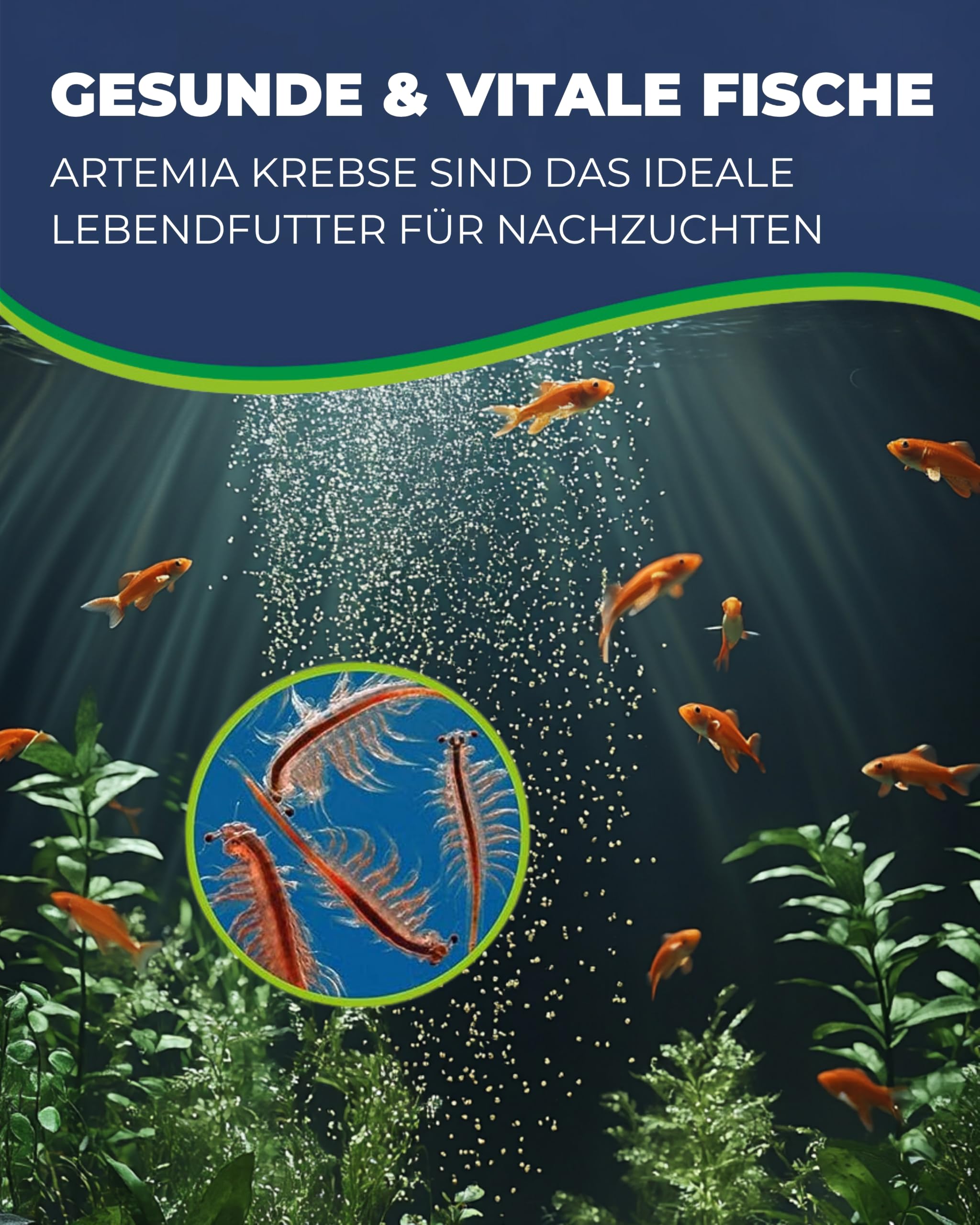 Hobby Artemia Incubator-Set Aufzuchtset Lebendfutter komplett