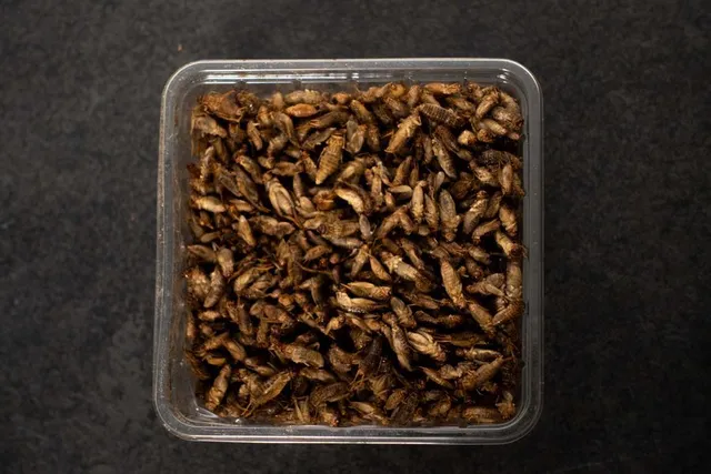 intipa Heimchen M Futterinsekten 200 g mittelgroß