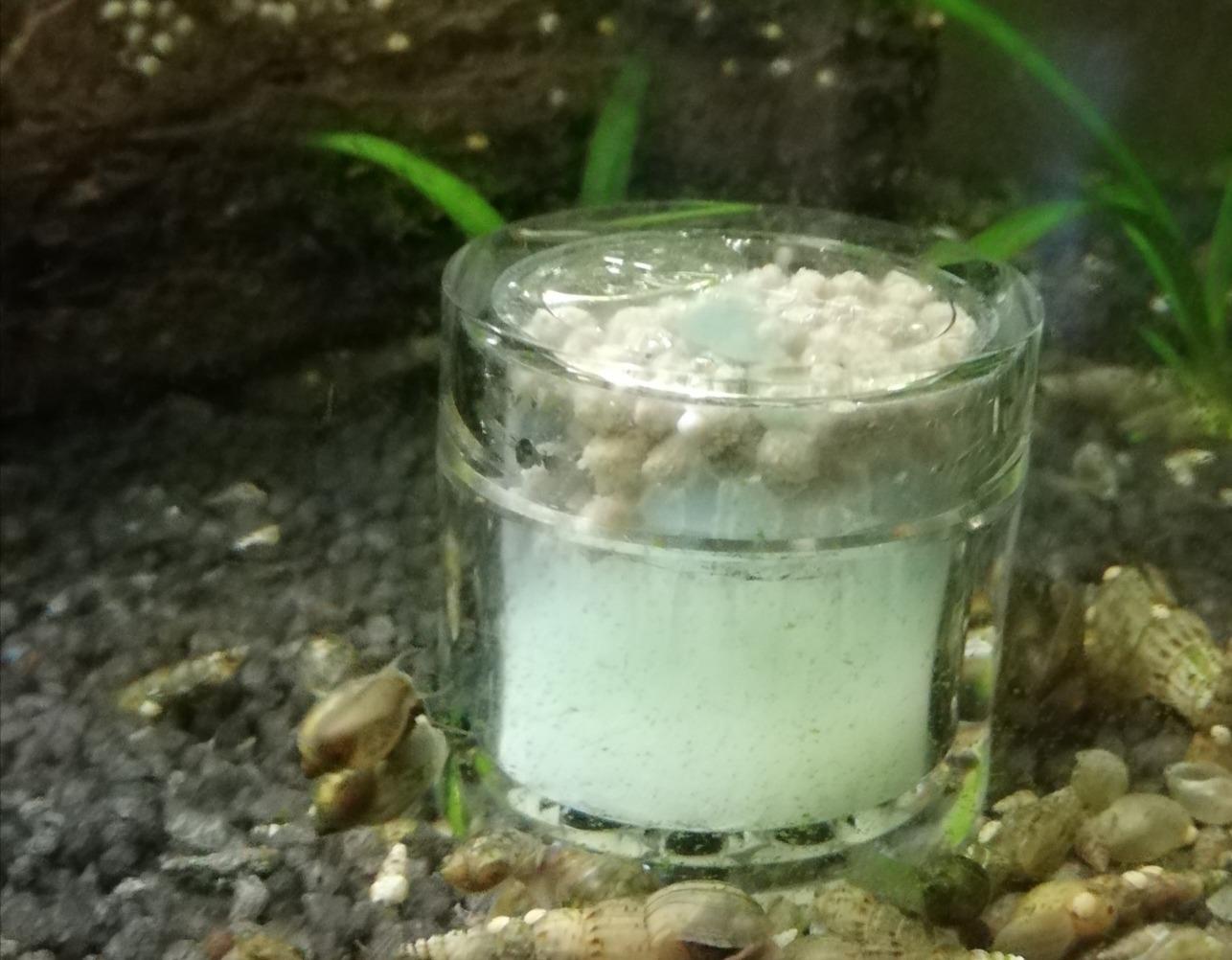 Hobby Planaria X Planarienfalle mit 2 Spezialköder chemiefrei