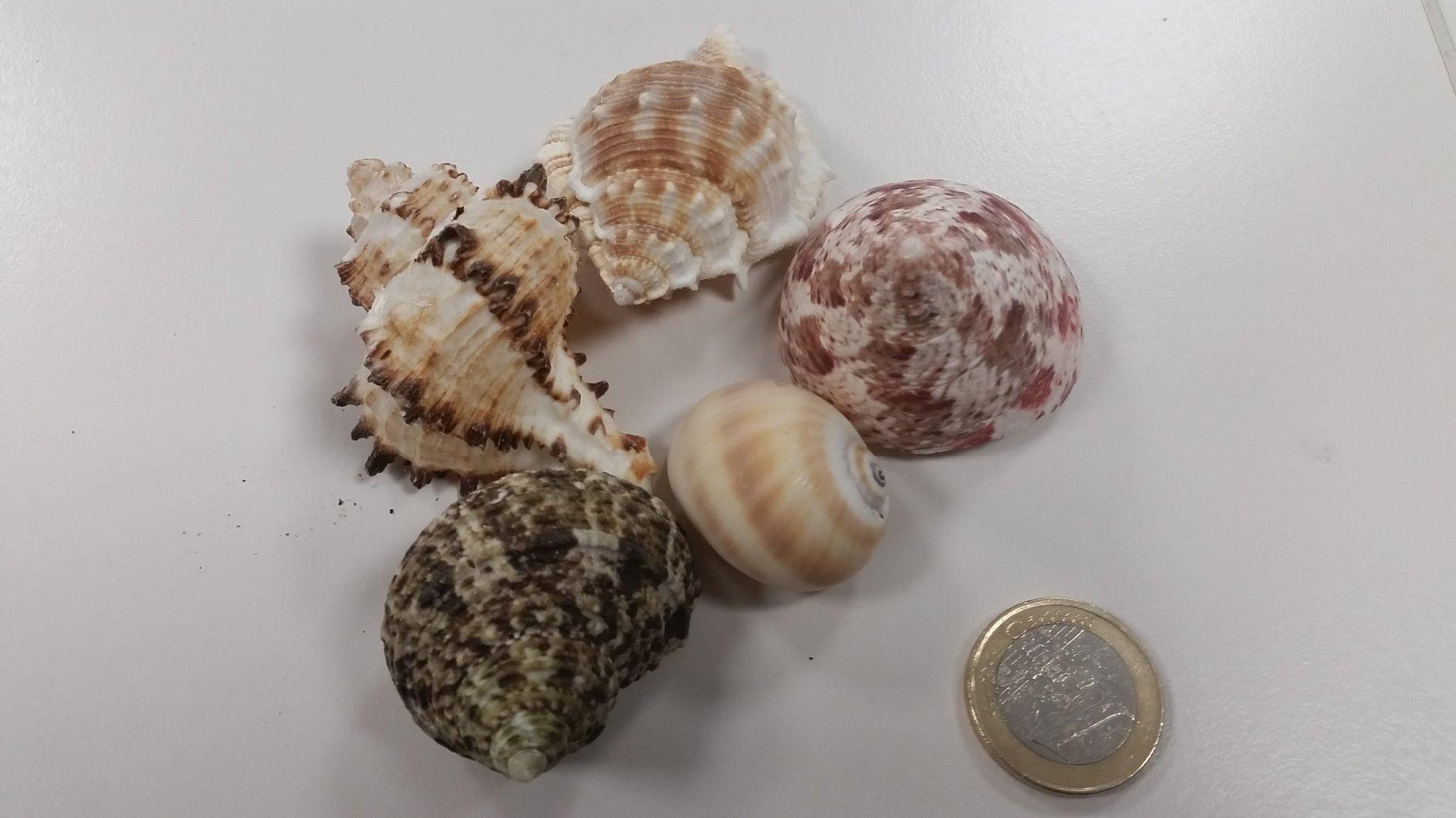 Hobby Sea Shells 40222 Dekomuscheln M 10 Stück natur