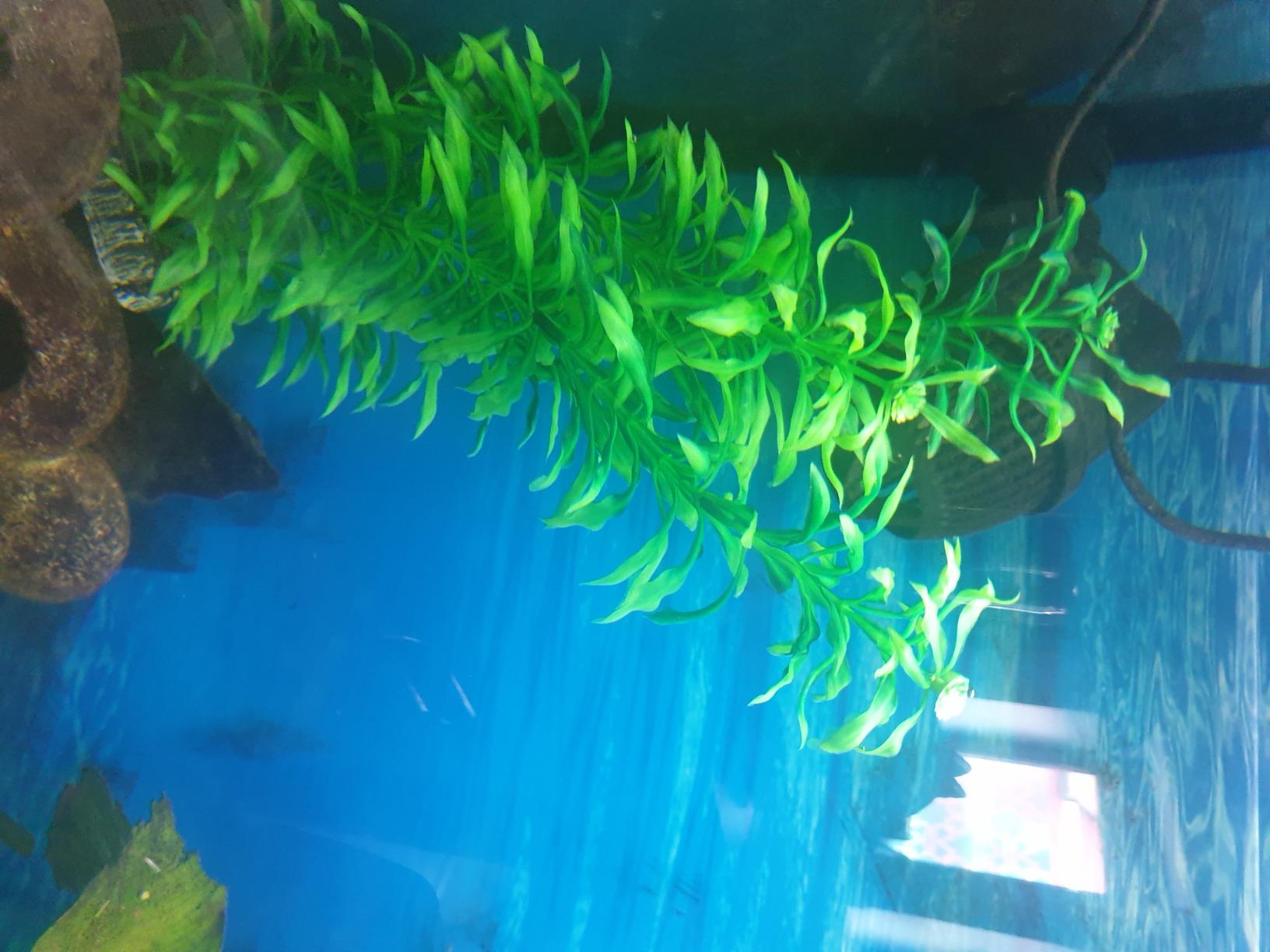 Hobby Heteranthera Kunstpflanze Aquarium 34 cm naturnah felsfixiert