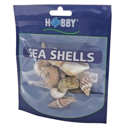 Hobby Sea Shells 40222 Dekomuscheln M 10 Stück natur