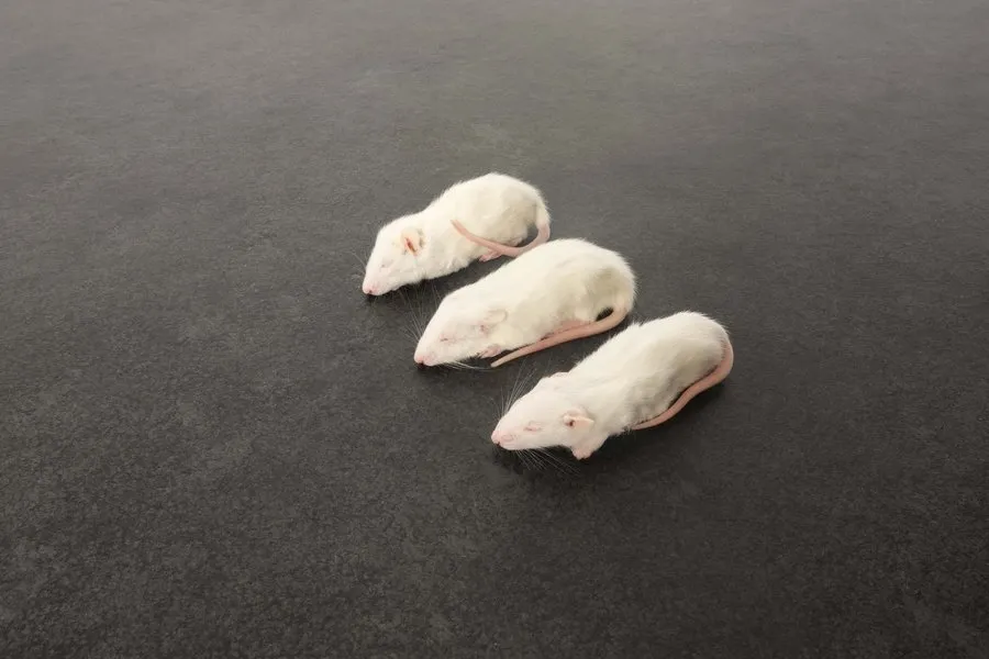 intipa Ratten 30-40 g 10 St Frostfutter ganz