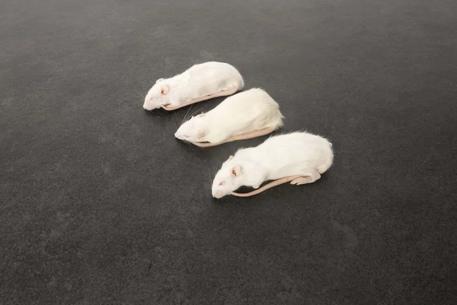 intipa Ratten XS 90-140 g Frostfutter 5 Stück Schlangen