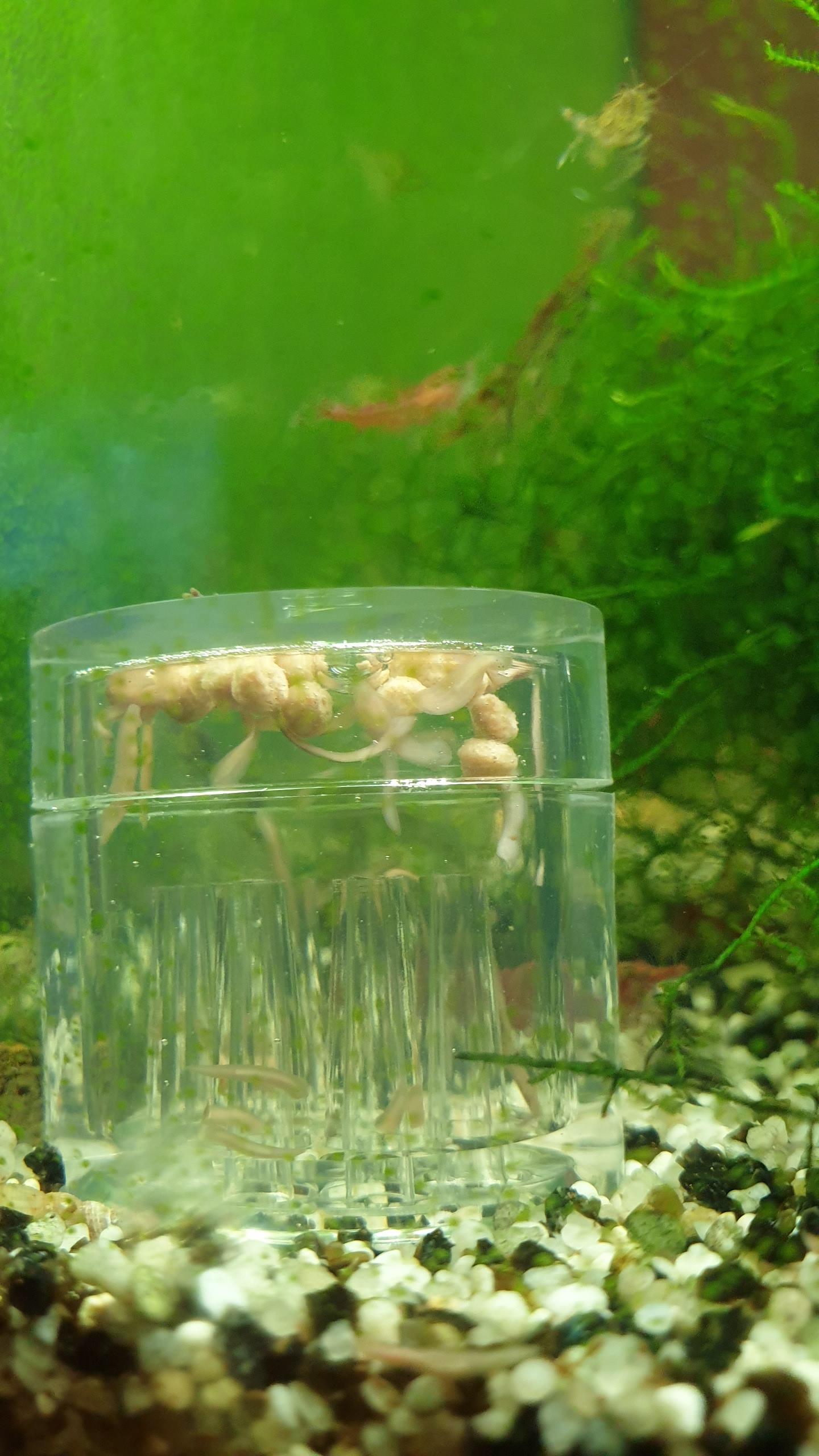 Hobby Planaria X Planarienfalle mit 2 Spezialköder chemiefrei