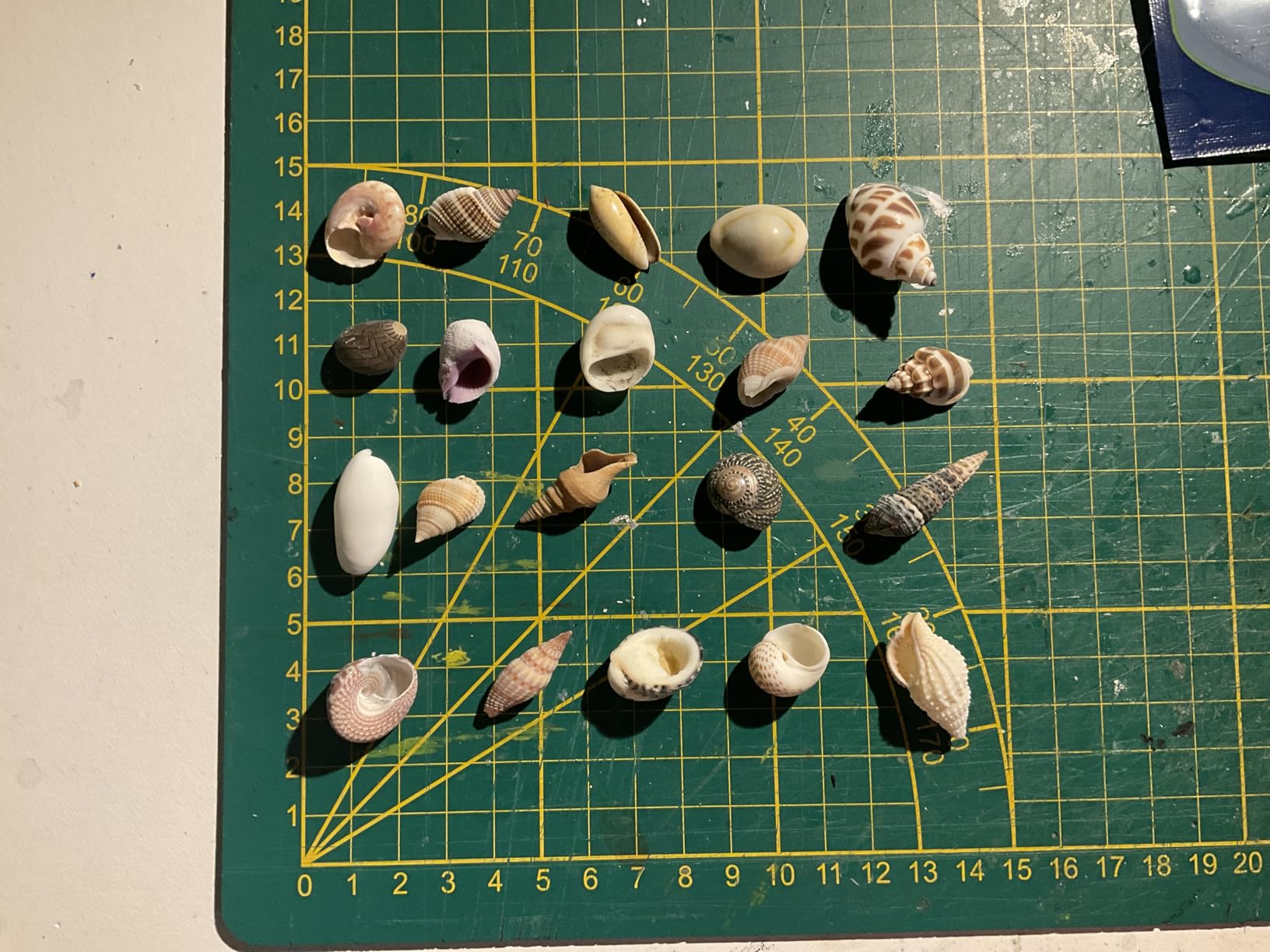 Hobby Sea Shells 40222 Dekomuscheln M 10 Stück natur