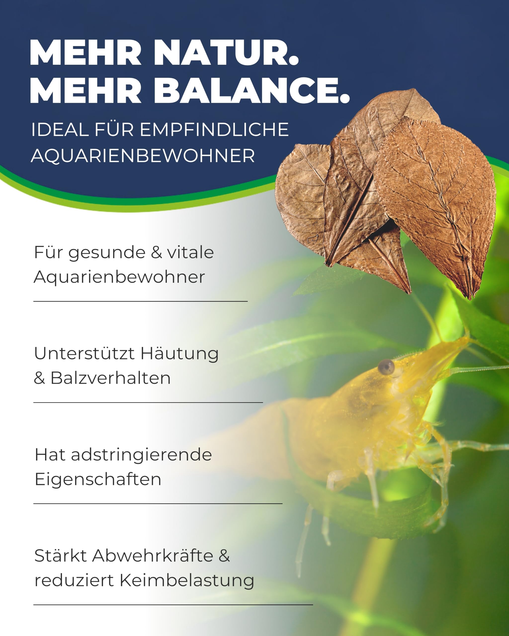 Hobby Nano Catappa Seemandelbaumblätter 12 Stück