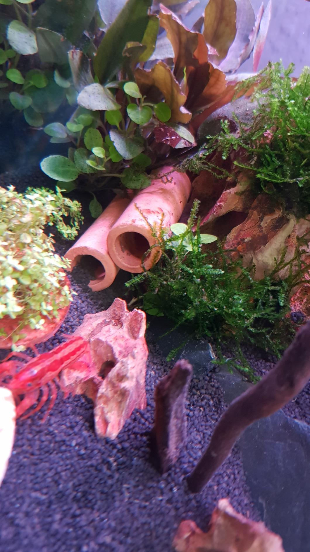 Hobby Prawn Tube Garnelenhöhle 1,5x5 cm rot