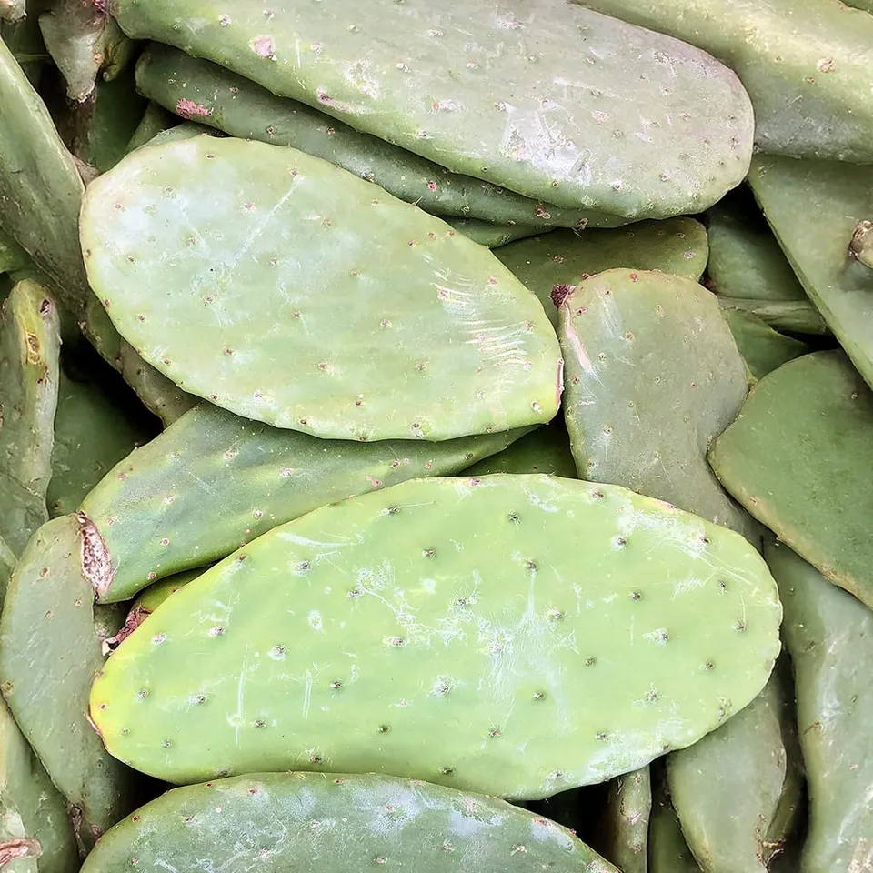 M&S Reptilien Opuntia Futterpflanze Feigenkaktus 10kg Bio